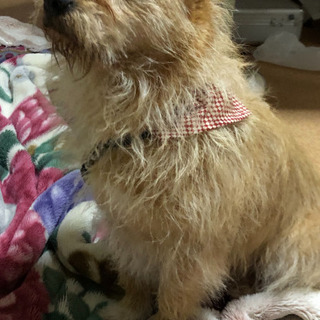 ケアーンテリアミックス犬　メス5歳ほど