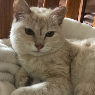ホワイトタイガーの様な綺麗な子です。 - 猫