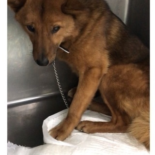 里親決定！有難うございました！　　動物病院でずっと一緒の家族を待...