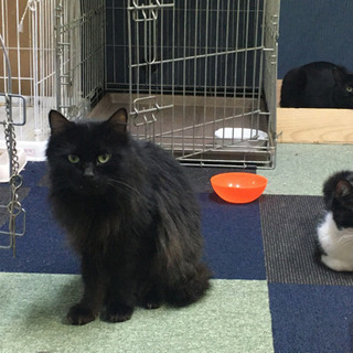小型の黒半長毛の里親様募集。 - 猫