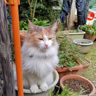迷子猫探してます