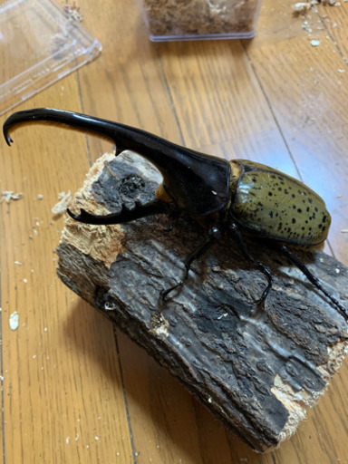 DH･ヘラクレス ペア