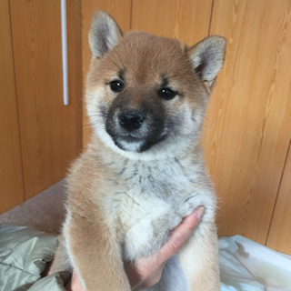 1月17日生まれ。決まりました。豆柴×柴犬？ 2ヶ月