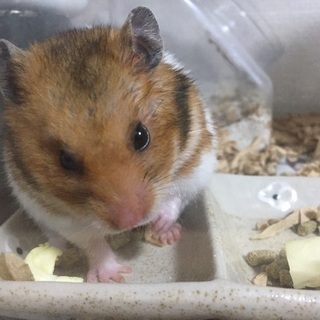 ゴールデンハムスター メス