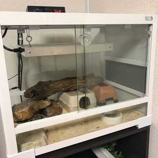 ヒョウモントカゲモドキの里親さん募集