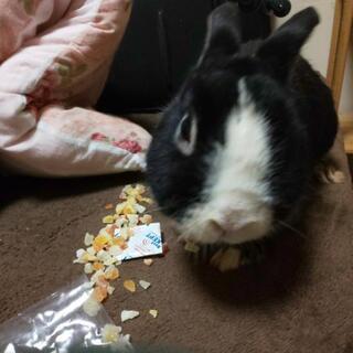 ミニウサギ  5歳  急募です！