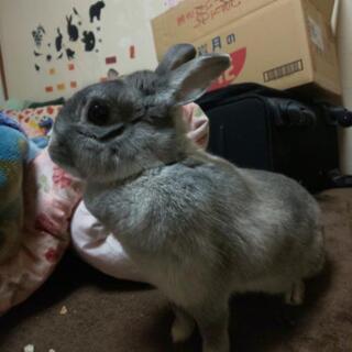ミニウサギの女の子 急募です！