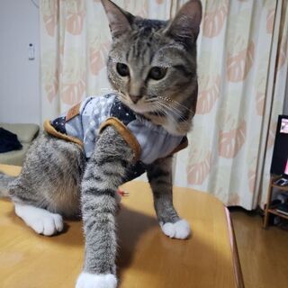 里親を募集します！　現在、希望者の方とやり取りをしています。