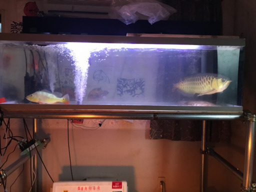 大型熱帯魚　古代魚売ります