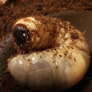 【あげます】カブトムシ幼虫