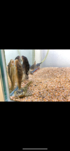 熱帯魚　水槽　