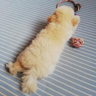 一緒に遊ばせて下さい