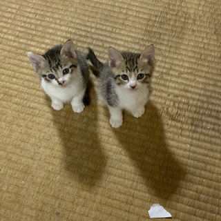 もらいて決まりました