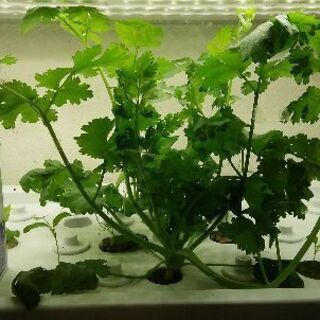 U-ing green farm 大量の種付 室内で水耕栽培(パクチー/ルッコラ)の画像