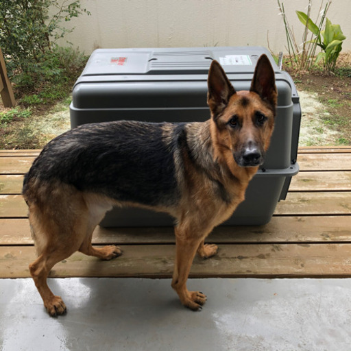 【値下げ】大型犬用ケージ＜ペットメイト スカイケンネル XL＞