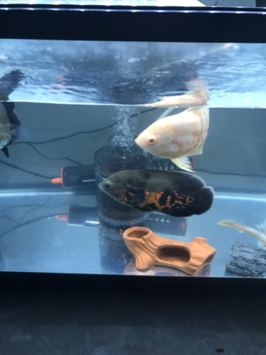 オスカー　熱帯魚　大きくなりました。