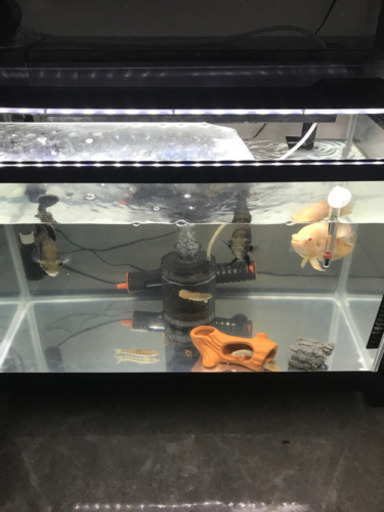 オスカー　熱帯魚　大きくなりました。