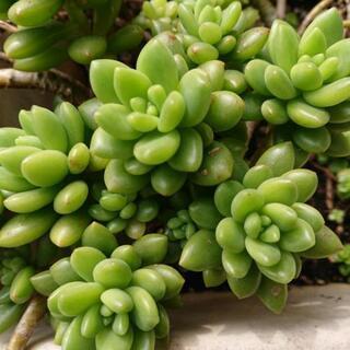 多肉植物 春萌の画像