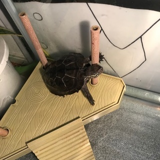 ニホンガメの亀二匹お譲りします