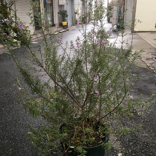 観葉植物　ウエストリンギア