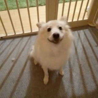 スピッツのミックス犬。男の子。2歳7ヶ月です。