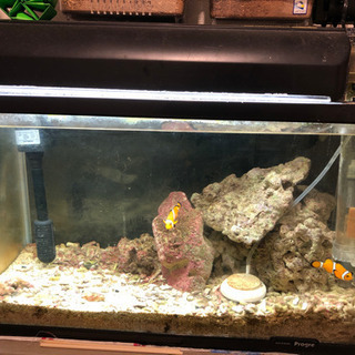 60L水槽セット＋カクレクマノミ2匹の画像