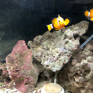 60L水槽セット＋カクレクマノミ2匹の画像