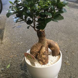 観葉植物　ガジュマル