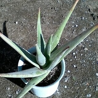 アロエベラ　観葉植物