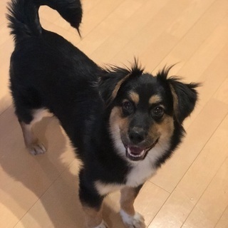 生後6カ月の元野犬に安心できる環境を