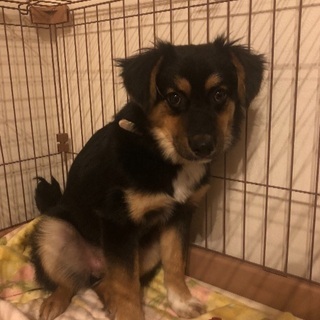 生後6カ月の元野犬に安心できる環境を - 犬