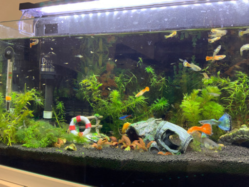 グッピー　稚魚　(約) 30匹　1000円