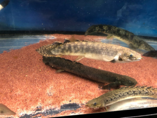 ポリプテルス☆古代魚☆熱帯魚