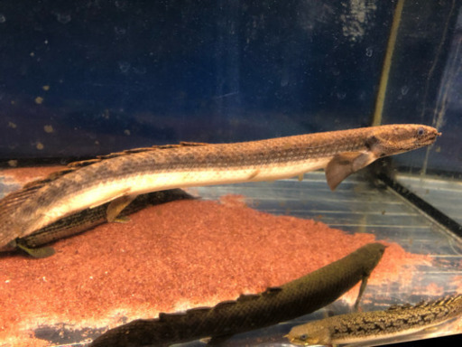 ポリプテルス☆古代魚☆熱帯魚