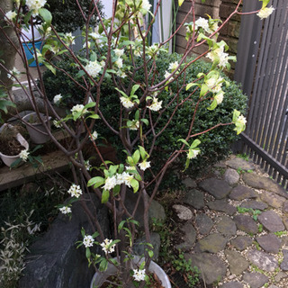 沈丁花の画像