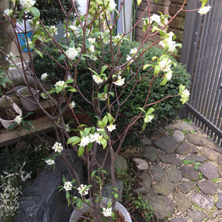 沈丁花