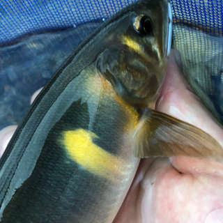 鮎釣り 友釣り仲間募集します♪ - 関市