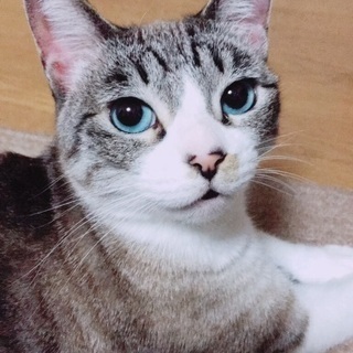 猫の里親募集。