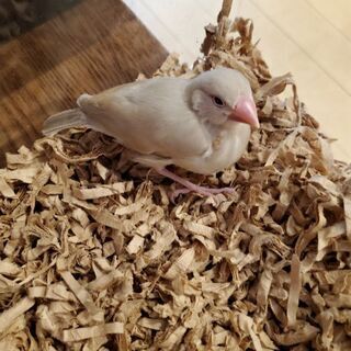 シナモン文鳥探してます