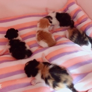 元気な子猫ちゃんです。