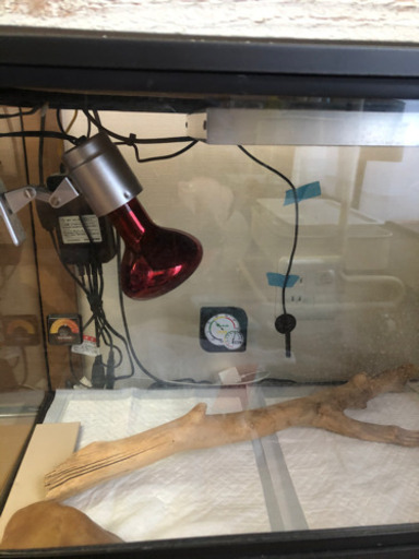 フトアゴヒゲトカゲ　飼育セット即飼育可能　90サイズ