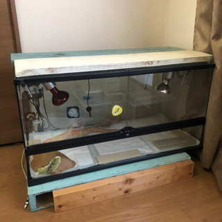 フトアゴヒゲトカゲ　飼育セット即飼育可能　90サイズの画像