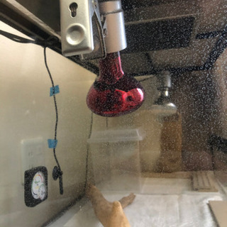 フトアゴヒゲトカゲ　飼育セット即飼育可能　90サイズの画像