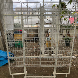 種、販売用の棚