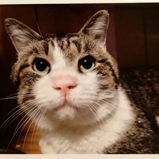 強運な事故猫さんの里親さん募集