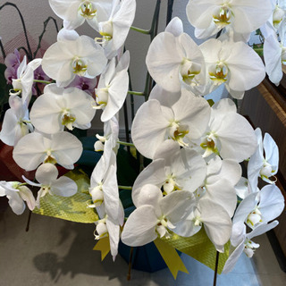 胡蝶蘭　3本立て　高さ70cm