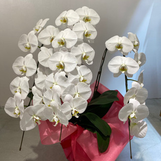 胡蝶蘭　3本立て　70cm 白