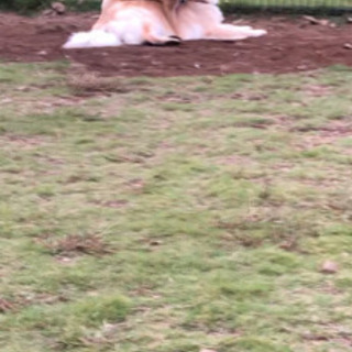 仔犬の柴犬と遊んでくれる人、ワンチャン居ませんか^ ^ - 友達