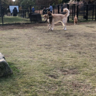 仔犬の柴犬と遊んでくれる人、ワンチャン居ませんか^ ^ − 石川県