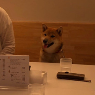 仔犬の柴犬と遊んでくれる人、ワンチャン居ませんか^ ^ - メンバー募集